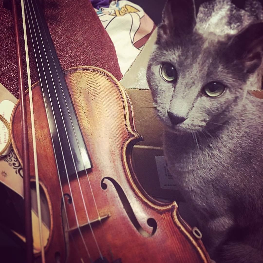 Cat with violin